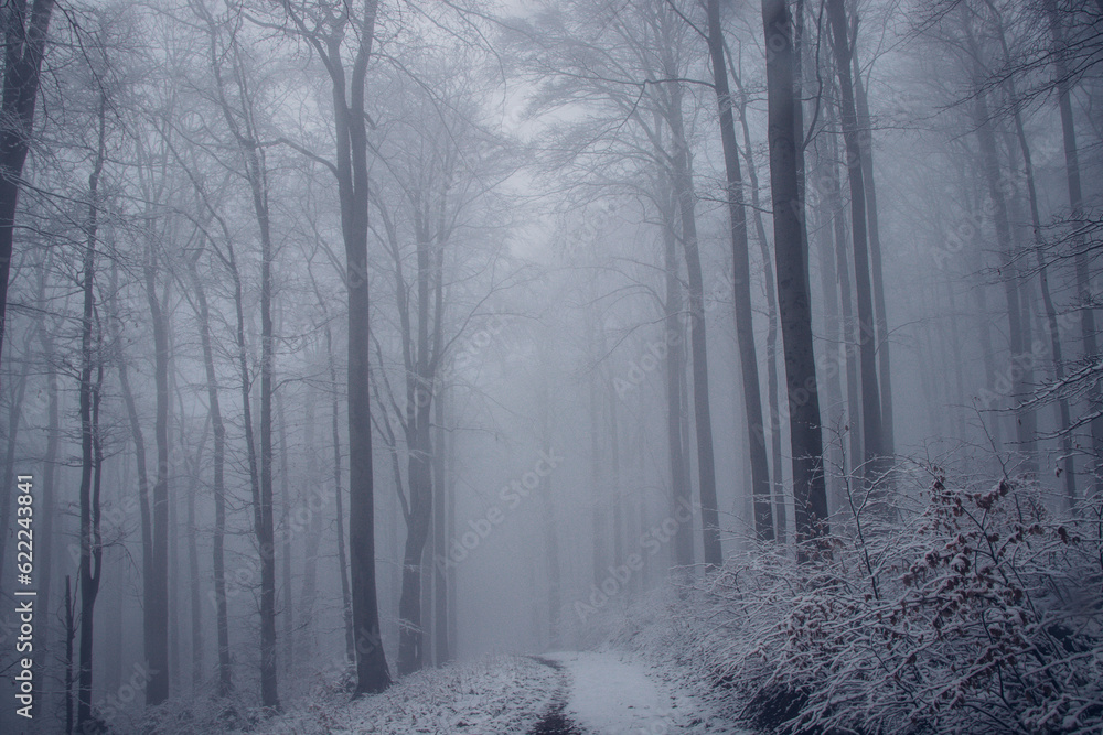 Obraz premium Dark forest shrouded in a desolate grey mist awakens to life in the morning on a rainy day. The eerie atmosphere of the forest. Beskydy mountains. Winter season