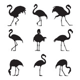 Silhouette flamingo collection - vector illustration
