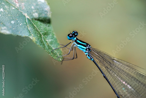 Pseudagrion microcephalum photo