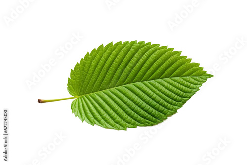 Elm leaf. isolated object, transparent background 