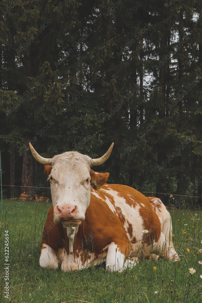 Portrait of a brown and white cow grazing in mountain pastures where she has plenty of herbs and fresh grass. A satisfied expression. Bio farm