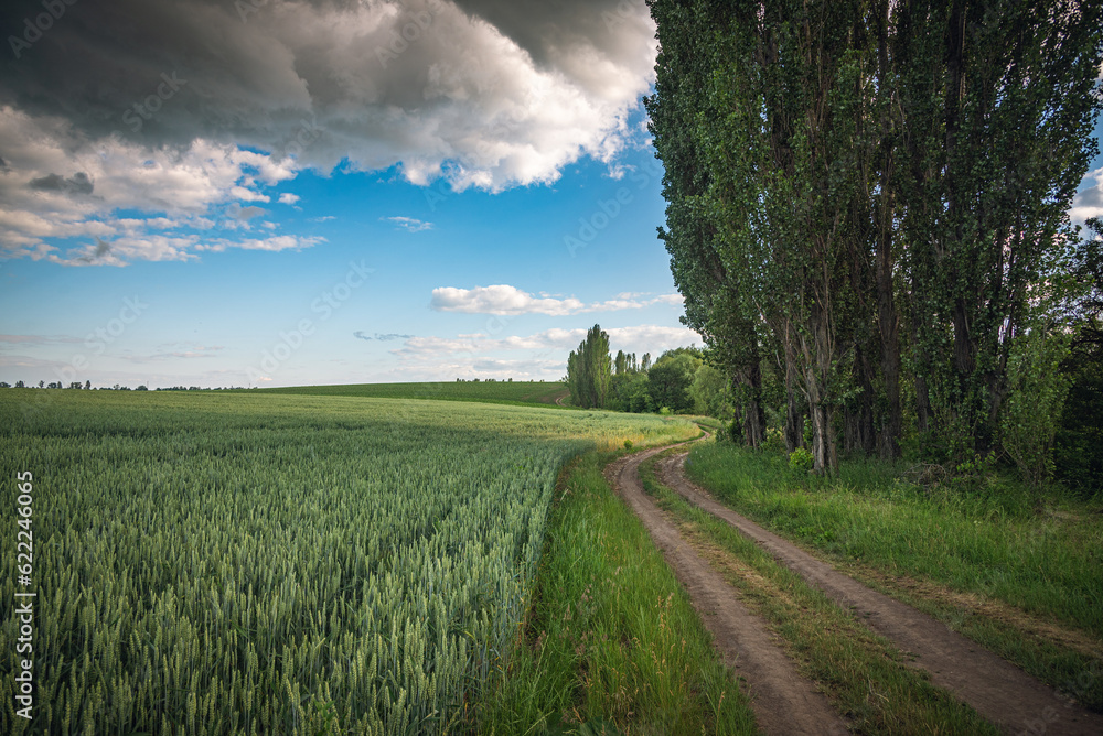 Obraz premium Summer landscape