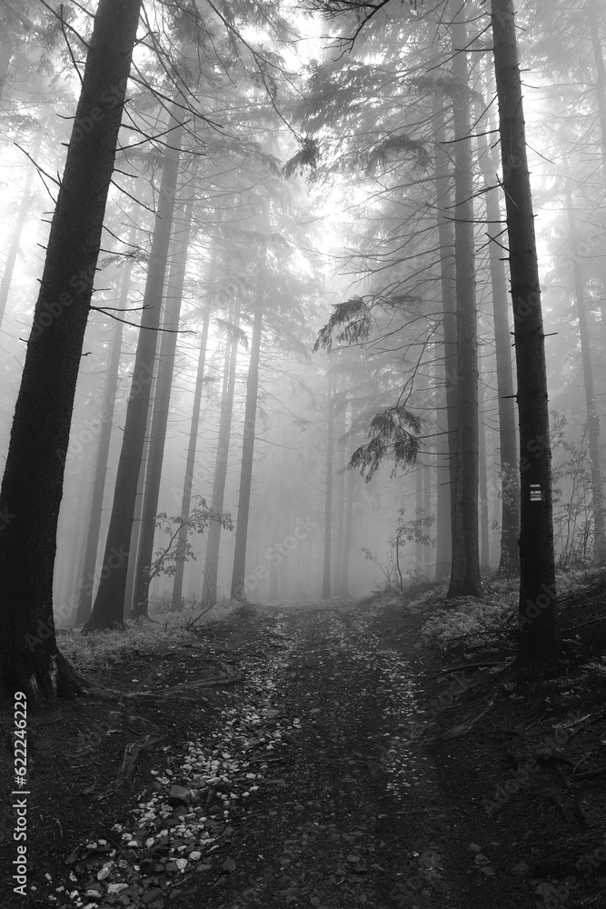Naklejka premium Dark forest shrouded in a desolate grey mist awakens to life in the morning on a rainy day. The eerie atmosphere of the forest. Beskydy mountains