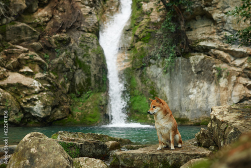 dog at the waterfall. Shiba inu in nature. Travel and hiking with an active pet