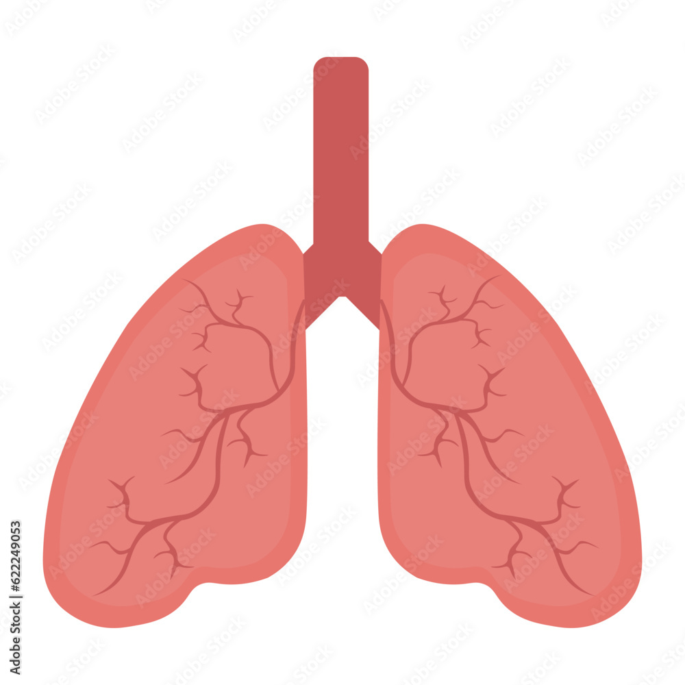 Lung human icon, respiratory system healthy lungs anatomy flat medical organ icon Lung human icon, respiratory system healthy lungs anatomy flat medical organ icon