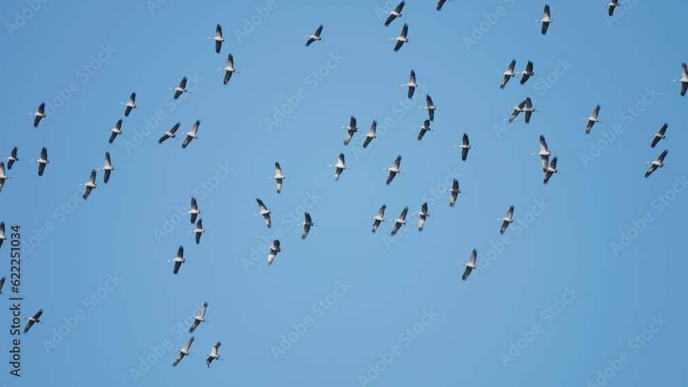 A symphony of wings: a colossal flock of storks in the sky in perfect harmony A symphony of wings: a colossal flock of storks in the sky in perfect harmony