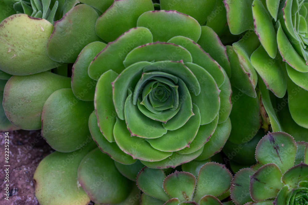 Top view of the succulent plants with green background. Selectively focused on the aeonium arboreum. Close-up of beautiful succulent plants. Plants with natural patterns. Top view of the succulent plants with green background. Selectively focused on the aeonium arboreum. Close-up of beautiful succulent plants. Plants with natural patterns.