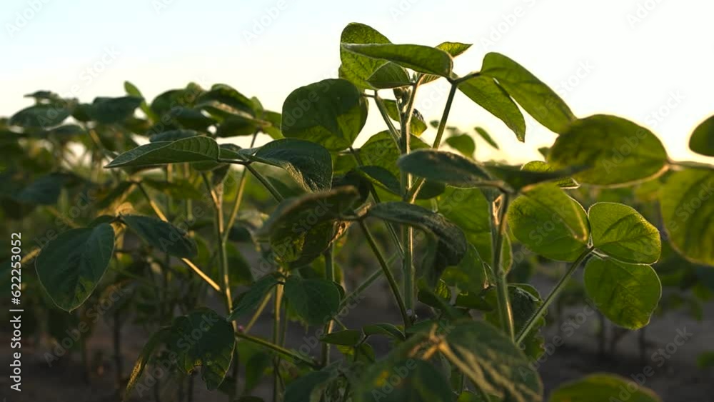 Sunset over growing soybean plants at ranch fiel Sunset over growing soybean plants at ranch fiel
