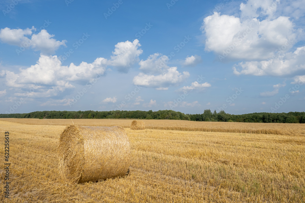 Straw harvest. Agricultural fields. Harvesting wheat stalks. Hay bales lies on dry grass. Agricultural autumn landscape. Hay bales for feeding livestock. Haycock under blue sky. Yellow hayrick