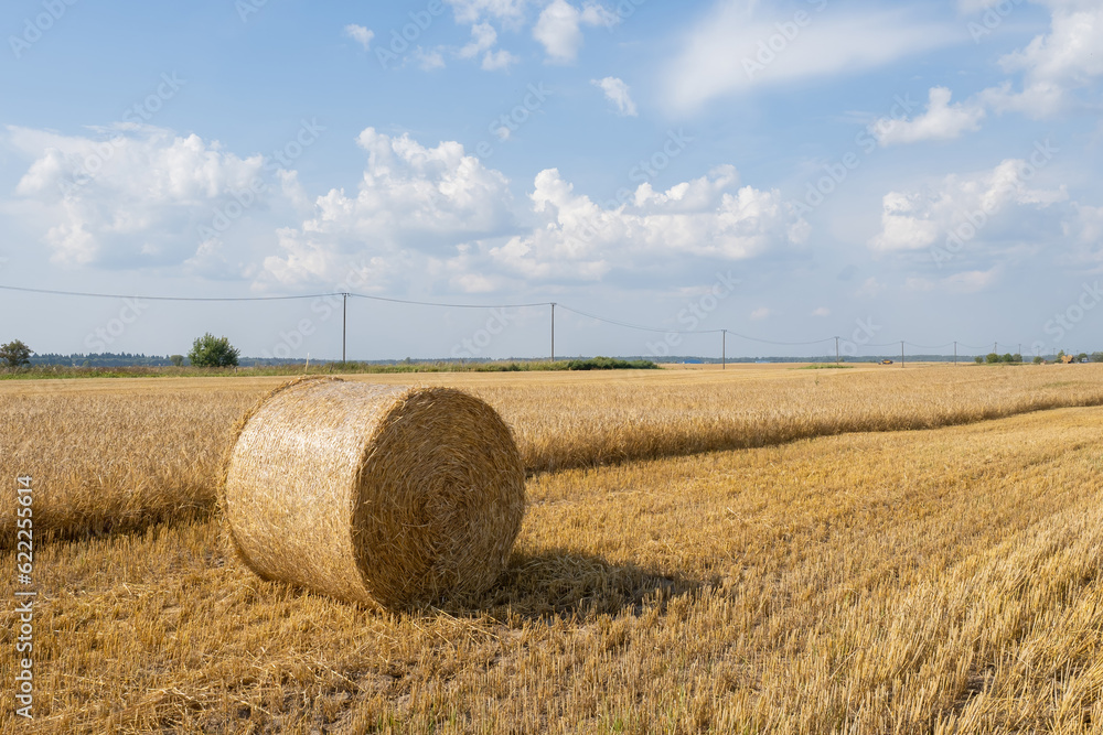 Fototapeta premium Agricultural landscape. Hay bales roll. Haycock on autumn field. Agricultural land. Harvesting dry grass. Agricultural nature. Farm landscape with haystack. Farmland field. Packed mowed hay