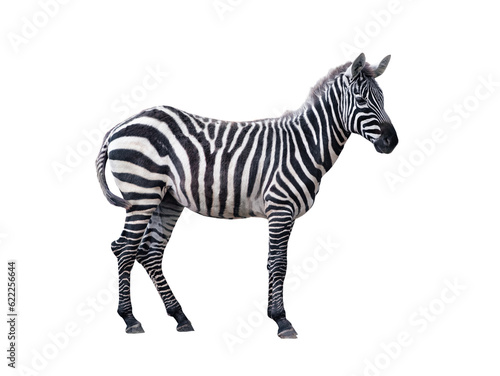 beautiful and clean zebra standing in profile isolated on white background