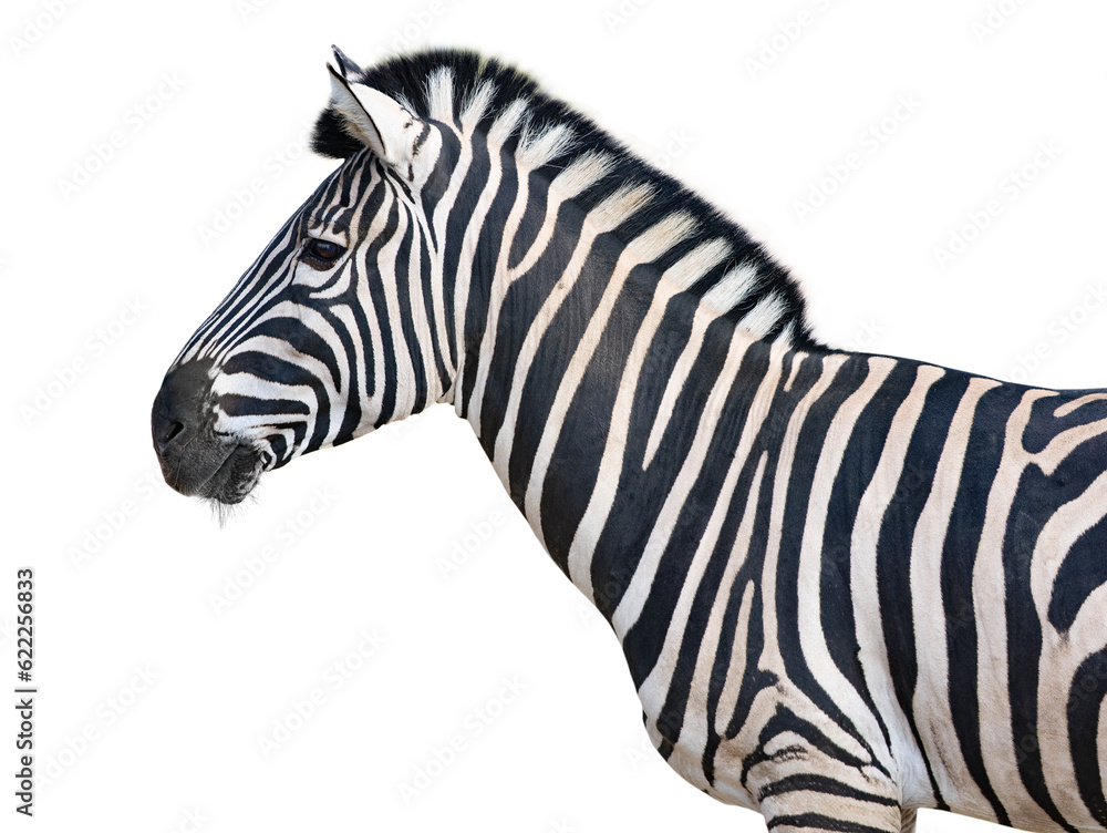 beautiful and clean zebra standing in profile isolated on white background beautiful and clean zebra standing in profile isolated on white background