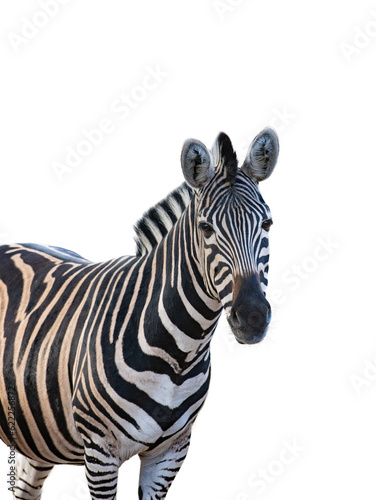 portrait of beautiful zebra isolated on white background