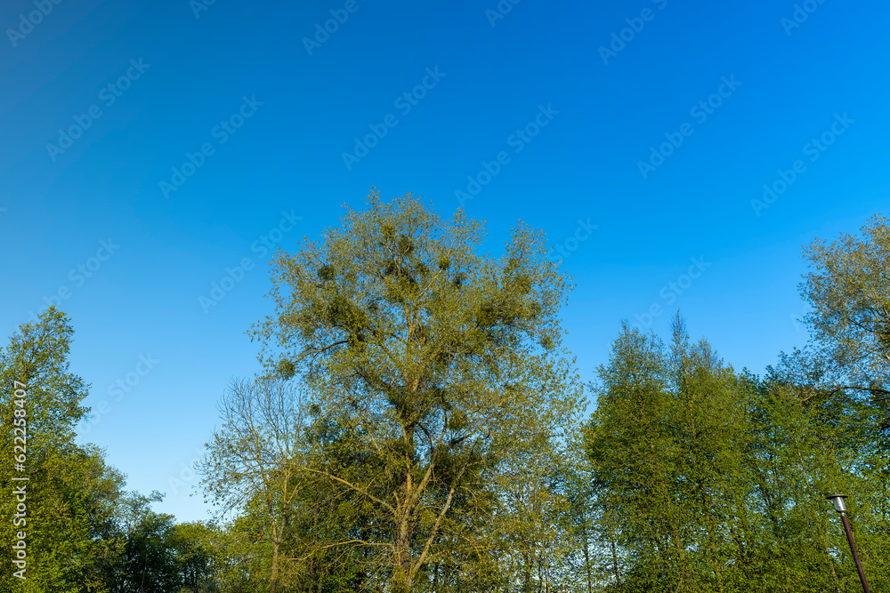 deciduous trees with green foliage in the spring season