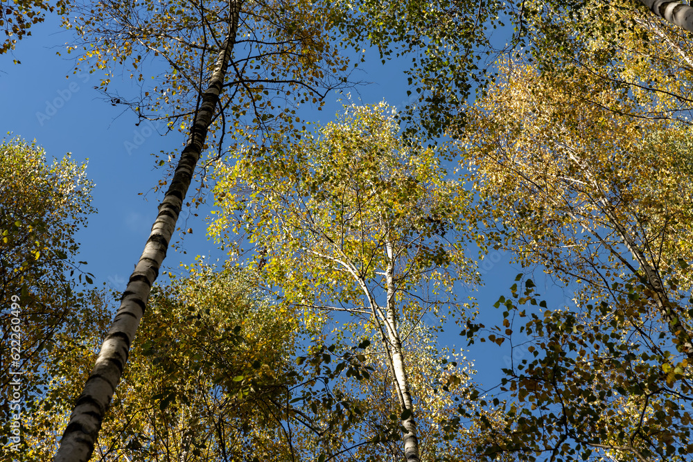 Fototapeta premium Autumn forest with a large number of birch trees