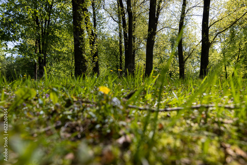 deciduous trees and green grass in the spring season in sunny weather