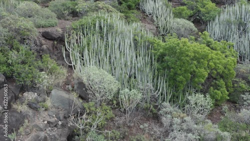 Mountain terrain plant on the canary islands in spain photo