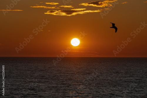 Beautiful bright sea sunset on a summer evening, silhouette of a bird in the foreground.