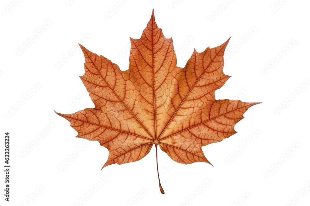 Maple leaf. isolated object, transparent background Maple leaf. isolated object, transparent background