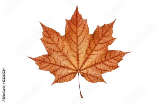 Maple leaf. isolated object, transparent background