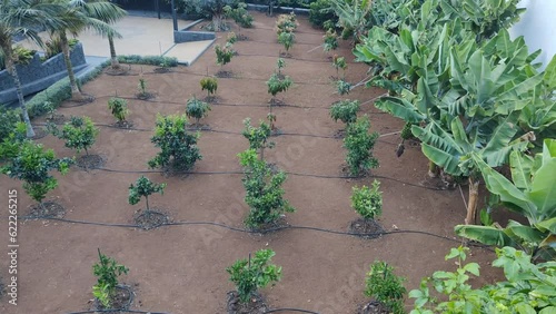 View of a family garden with the cultivation of bananas and other plants for sustainable consumption in times of inflation