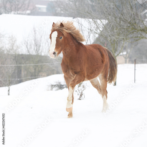 Nice pony running in winter