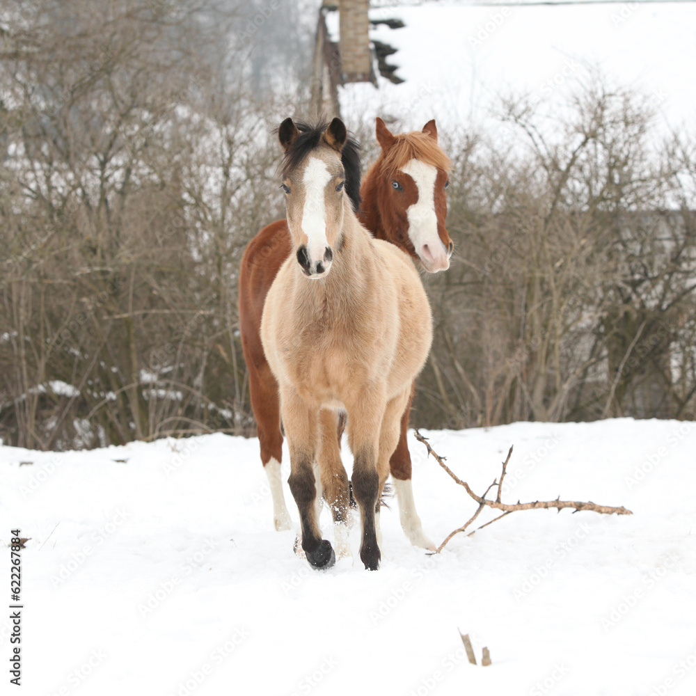 Two horses moving on pasturage in winter Two horses moving on pasturage in winter