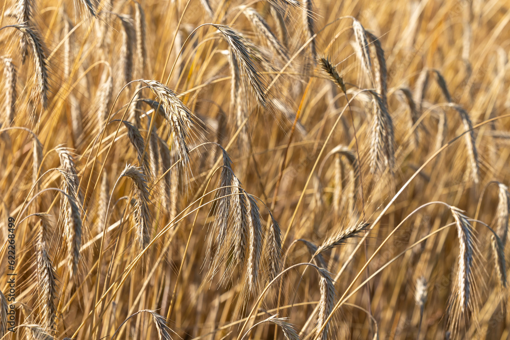 Fototapeta premium Close up of golden ears of ripe wheat ready for harvest. Photo taken on a sunny summer day