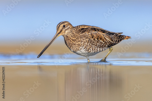 Common snipe wader bird in marshland background photo