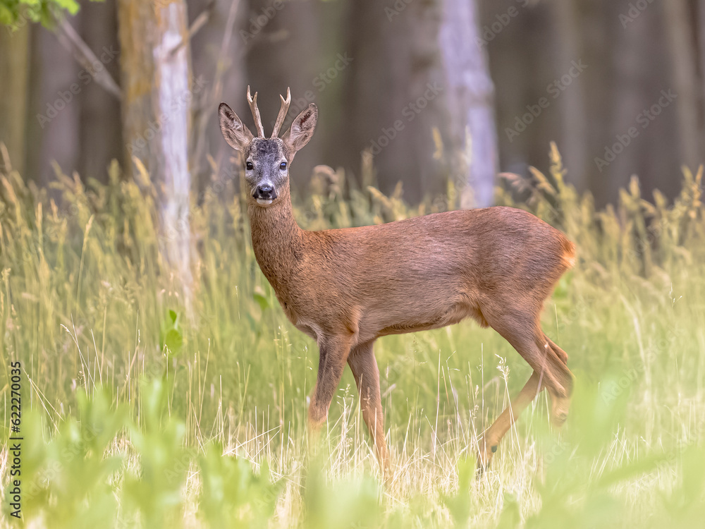 Roebuck male Roe deer on clearing Roebuck male Roe deer on clearing
