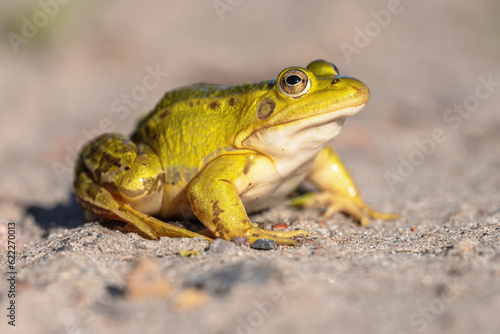 Pool frog with bright blurred background