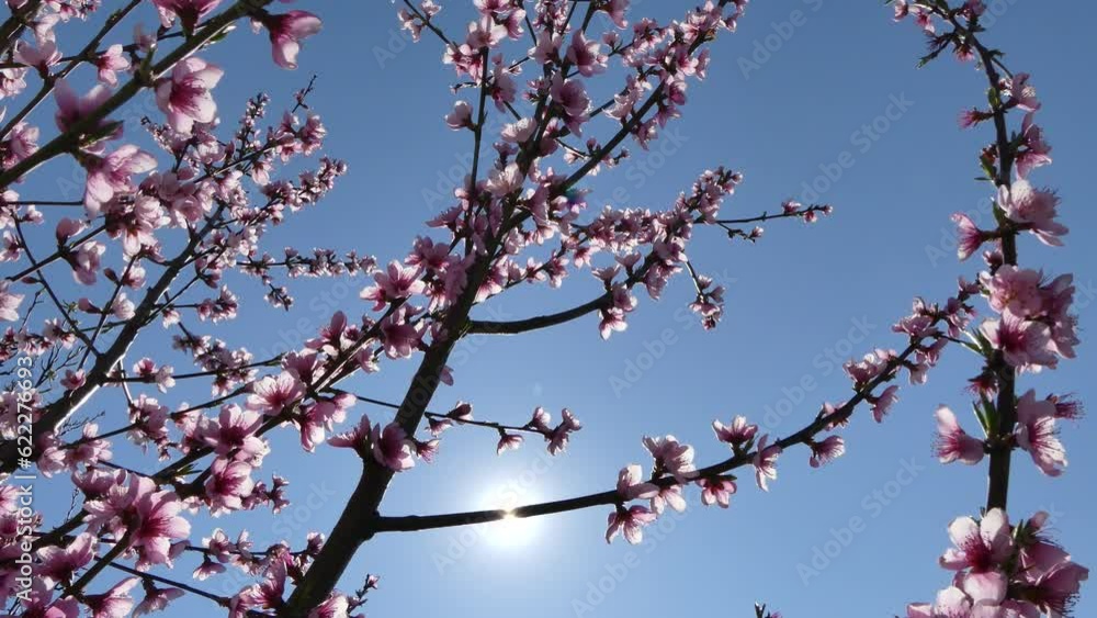 Branches of peach tree with fresh pink flowers moved by wind, blue sky and sun rays on sunny spring day. Topics: flora, spring, season, orchard, sun energy, blooming, beauty of nature Branches of peach tree with fresh pink flowers moved by wind, blue sky and sun rays on sunny spring day. Topics: flora, spring, season, orchard, sun energy, blooming, beauty of nature