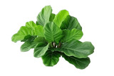 Green Leaves of Fiddle-Leaf Fig Tree Ficus lyrata. Generative Ai