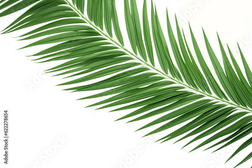 Green Curved Palm Leaves Isolated on Transparent Background. Generative AI