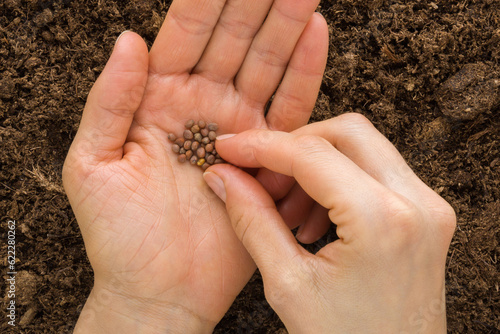 Young adult woman fingers taking radish seeds from palm for planting in fresh dark soil. Closeup. Preparation for garden season. Point of view shot. Top down view.