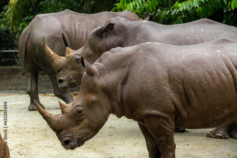 Naklejka premium Adult southern white rhinoceros or southern square-lipped rhinoceros