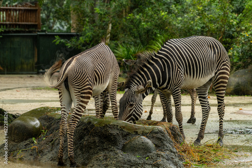 Closeup of muzzle of cute wild zebra with striped fur standing in nature