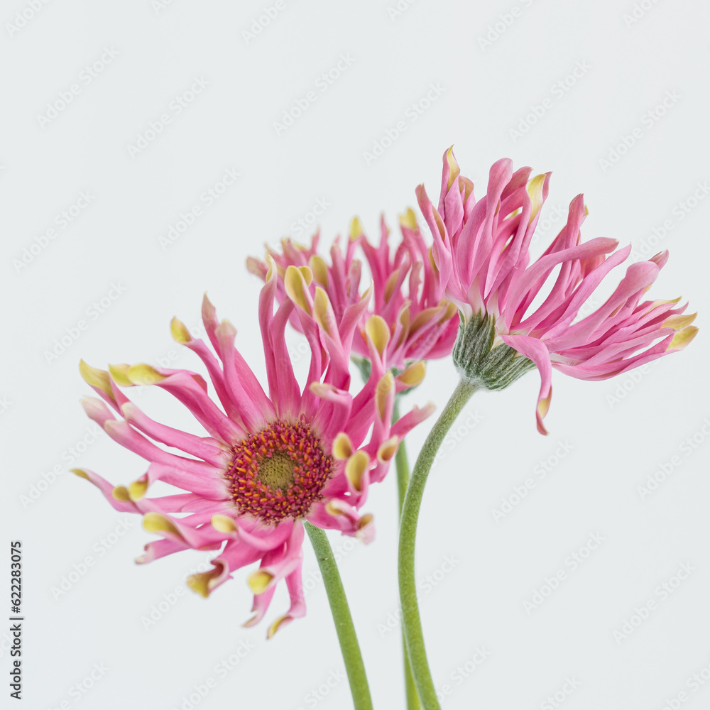 Elegant pink gerber flowers on white background. Aesthetic floral simplicity composition. Close up view flower