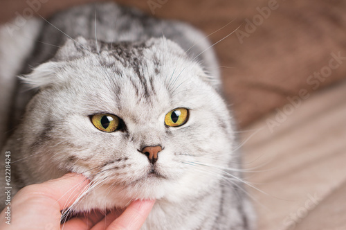 Hand scratching cat under chin