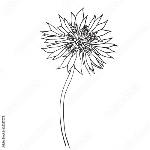 Vector hand drawn Cornflower illustration   knapweed isolated on white  lineart flower  doodle sketch  Centaurea botanical herb for design herbal tea  organic cosmetic  natural medicine.
