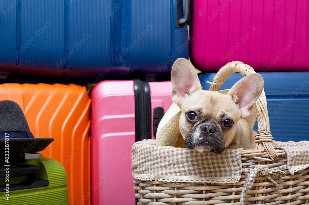Bulldog dog ready to travel sitting in a wicker basket in front of several large brightly colored suitcases.