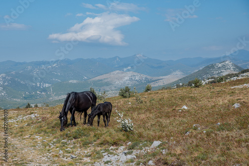 Wild horses on a mountain