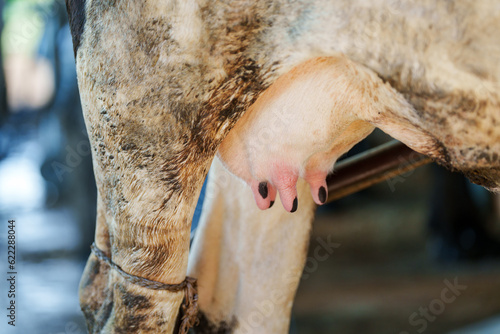 closeup Cow milking facility and mechanized milking equipment farmer milking a cow