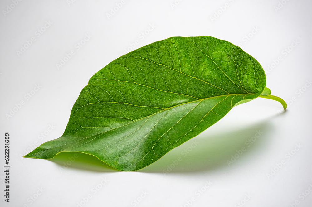 Obraz premium High angle view of fresh single green avocado leaf (Persea americana) isolated on white background.