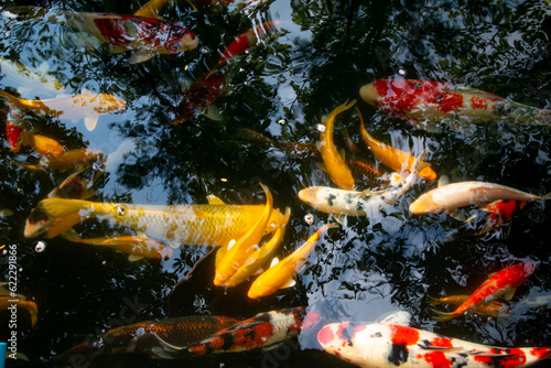 Koi fish of fortune will bring good things.