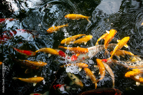 Koi fish of fortune will bring good things.