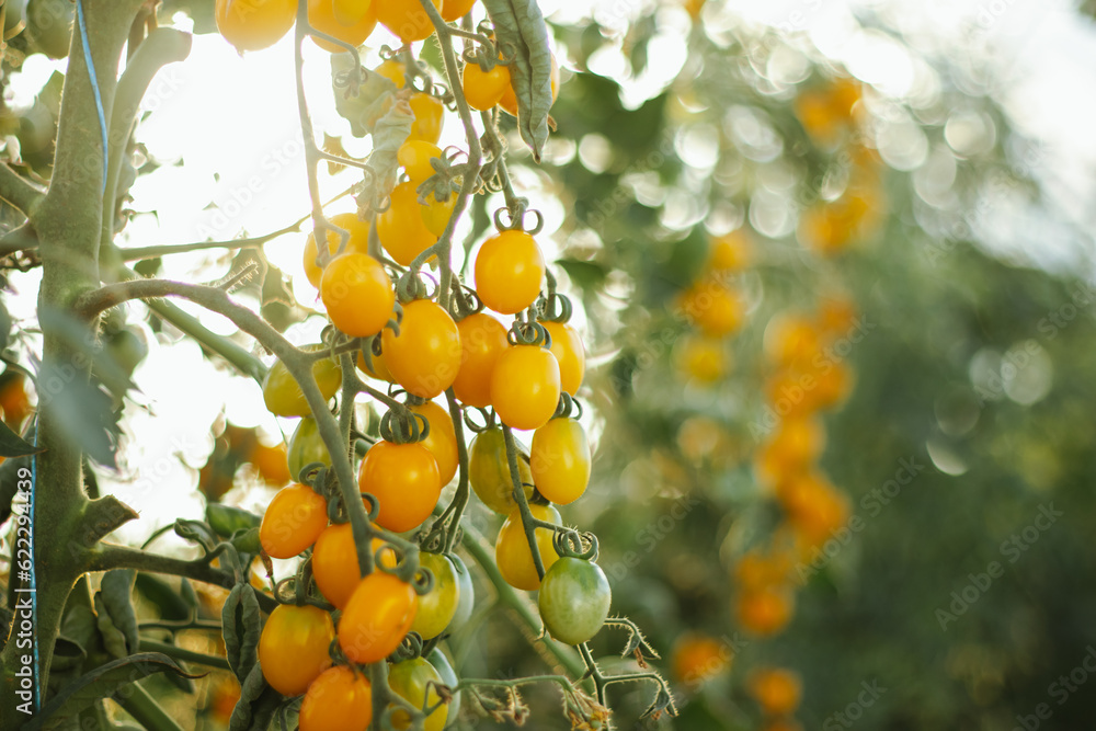 Yellow cherry tomatoes in a greenhouse cultivation for business