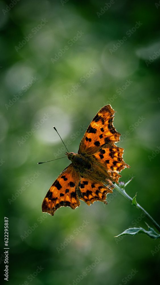 Obraz premium butterfly on flower