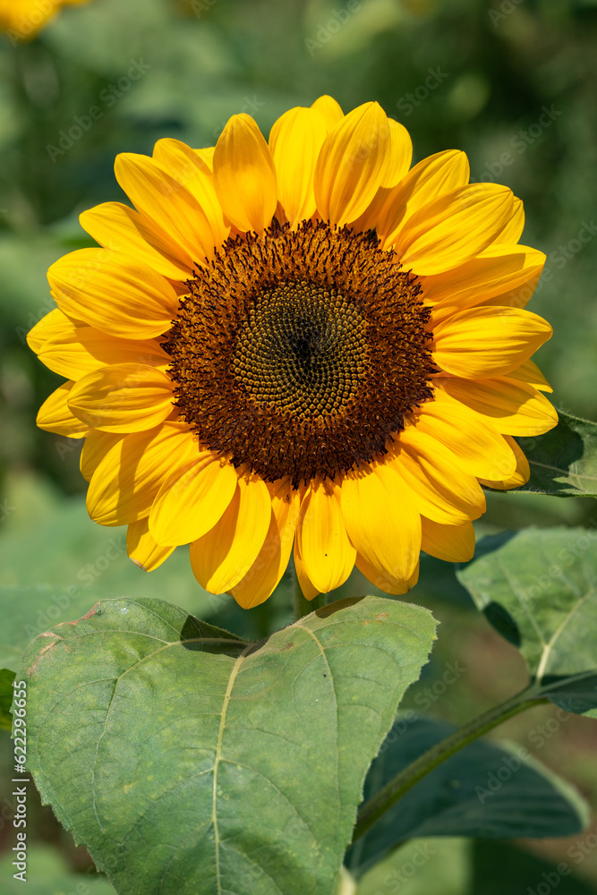 Fototapeta premium ひまわりの花・向日葵・夏