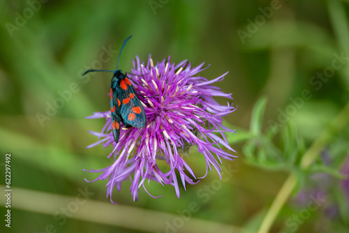 gros plan d'un insecte qui butine une fleur violette